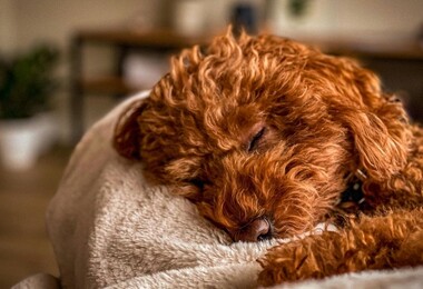 Налог на собак в Минске